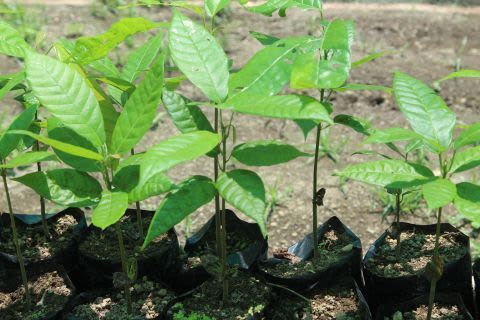 Cocoa plant saplings